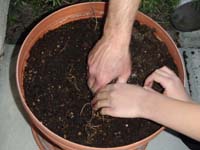 46-Kenny's_picture-we_are_going_to_try_an_experiment_and_see_if_it_grows-burying_it_in_a_pot