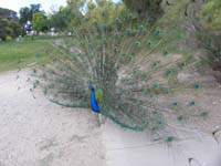 07-peacock_blocking_race_path_for_quite_a_while
