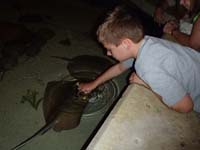11-Kenny_touching_stingrays