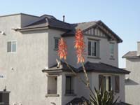 01-hummingbird_enjoying_the_necter_from_flowing_aloe_plant_on_front_porch