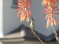 02-hummingbird_enjoying_the_necter_from_flowing_aloe_plant_on_front_porch