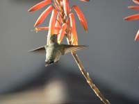 03-hummingbird_enjoying_the_necter_from_flowing_aloe_plant_on_front_porch