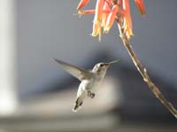 04-hummingbird_enjoying_the_necter_from_flowing_aloe_plant_on_front_porch