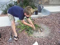 05-Kenny_helping_Daddy_pull_plants-poor_irrigation_and_too_many_clumped_together-bad_design_by_landscaper