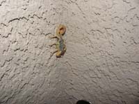 39-closer_view_of_relaxed_and_comfortable_big_scorpion