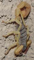 40-Scorpion-Northern_Desert_Hairy
