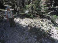 05-one_of_many_blooming_cacti_along_trail