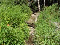 06-very_little_water_at_Stanley_B_Spring-pretty_flowers_though