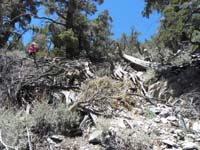 30-got_off_route_down-climbing_over_downed_trees
