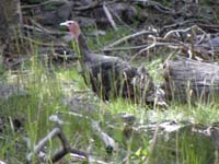 55-Mick_spotted_some_wild_turkeys-hard_to_zoom_and_get_a_good_picture