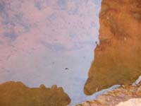 06-Kenny's_pictures-lots_of_tadpole_and_fairy_shrimp_swimming_around