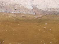07-Kenny's_pictures-lots_of_red_spotted_toads_at_another_watering_hole