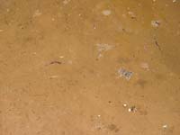 08-Kenny's_pictures-toad_swimming