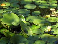 51-dragonfly_on_lilly_pads