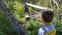 09-lots_of_dumber_on_the_tree-admiring_the_wood_chewed_by_beavers