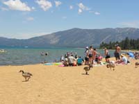 18-geese_strolling_along_sand_through_the_people_looking_for_food