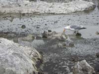 12-lots_of_birds_around_eating_an_endless_supply_of_flies