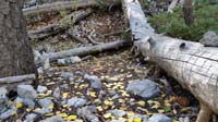 42-Fall_colors_along_Bristlecone_Trail