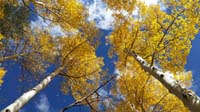 44-looking_up_at_Fall_colors
