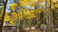 47-Fall_colors_along_Bristlecone_Trail