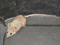 01-Cactus_Deermouse_found_in_an_upright_trash_can_in_backyard