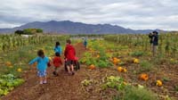 10-kids_hunting_for_pumpkins-look_a_rare_photo_of_Daddy-typical_he_is_taking_a_picture