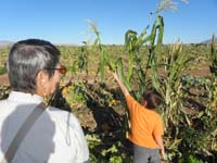 26-check_out_the_corn_stalk-tried_to_pick_them,but_rotten