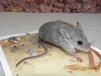 61-Cactus_Deermouse_stuck_on_glue_board-can't_get_it_off