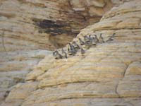 08-group_of_quail_on_the_rocks