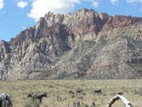33-burros_along_scenic_drive_with_Bridge_Mt_in_background