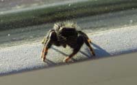 18-spider-unfortunately_it_died_since_nothing_went_to_web-of_course_it_is_indoors