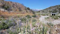 44-pretty_flowers_picture_by_Harris_Springs_Rd_with_snowy_peaks_in_background