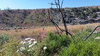 45-pretty_flowers_picture_by_Harris_Springs_Rd-burn_area_from_fire_3_years_ago