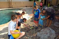 56-feeding_pet_desert_tortoise
