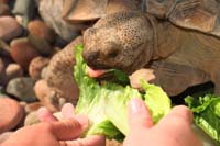 58-Kenny_feeding_the_desert_tortoise