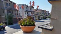 01-blooming_aloe_on_front_patio