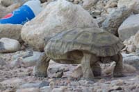 60-we_went_riding_elsewhere,then_returned_to_watch_tortoise_walk