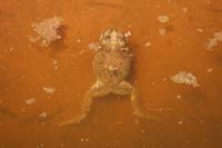 08-red_spotted_toad_in_water