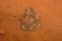 09-red_spotted_toad_out_of_water