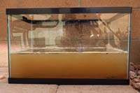 14-took_two_days_for_murky_water_to_become_clear