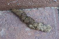 51-20160731-dried_coyote_scat_near_dry_aquarium