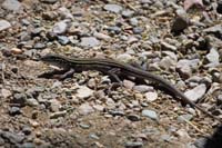 05-plateau_striped_whiptail_lizard_by_picnic_area