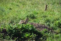 07-lots_of_praire_dogs-huge_colony