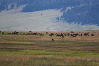 11-lots_of_elk