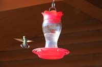 12-hummingbirds_at_feeders-Daddy_playing_with_Canon_G3X_camera_using_fastest_shutter_speed