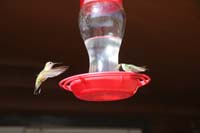13-hummingbirds_at_feeders-Daddy_playing_with_Canon_SLR_camera_from_Greg_using_fastest_shutter_speed