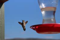 14-hummingbirds_at_feeders-Daddy_playing_with_Canon_SLR_camera_from_Greg_using_fastest_shutter_speed