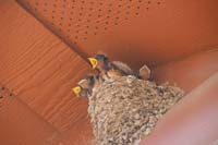 17-bird_nest-hungry_chicks_see_Mommy_approaching_with_food-using_Canon_SLR_at_fastest_shutter