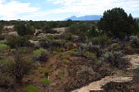 10-looking_back_toward_Visitor_Center-lots_of_cryptobiotic_soil-don't_step_on_it-kills_decades_of_growth