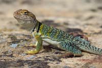 24-very_colorful_collared_lizard